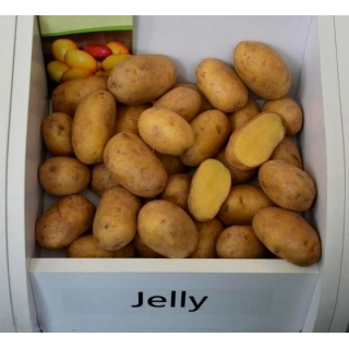 Ziemniaki, Sadzeniaki - Jelly - średnio późne - 25 kg