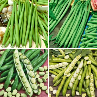 Nasiona bobu i fasoli szparagowej - zestaw 4 odmian