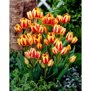 Tulipan Colour Spectacle - GIGA paczka! - 250 szt.