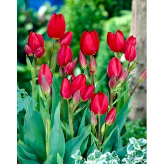 Tulipan Red Georgette - duża paczka! - 50 szt.