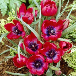 Tulipan Liliput - GIGA paczka! - 250 szt.