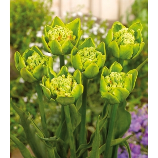 Tulipan Green Bizarre - GIGA paczka! - 250 szt.