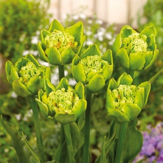Tulipan Green Bizarre - duża paczka! - 50 szt.