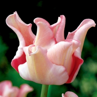 Tulipan Witty Picture - GIGA paczka! - 250 szt.