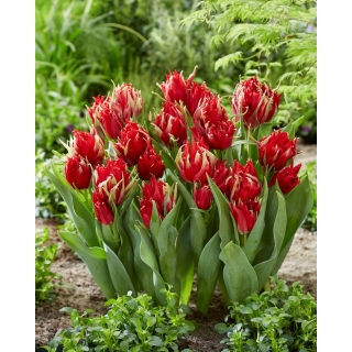 Tulipan Red Spider - GIGA paczka! - 250 szt.