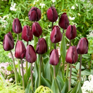 Tulipan Black Bean - GIGA paczka! - 250 szt.