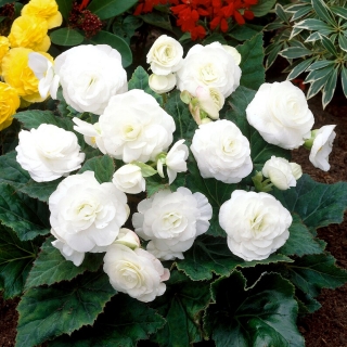 Begonia wielokwiatowa - Multiflora Maxima - biała - duża paczka! - 20 szt.