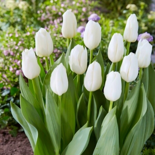 Tulipan White Dynasty - 5 szt.