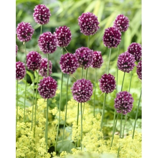 Czosnek kulisty - Allium rotundum - duża paczka! - 30 szt.