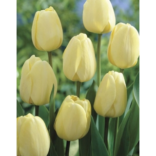 Tulipan Ivory Floradale - GIGA paczka! - 250 szt.