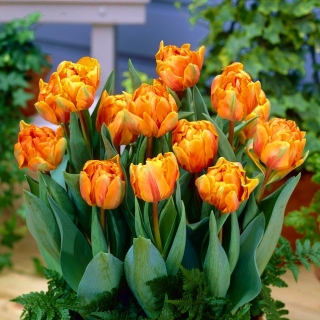 Tulipan Orange Princess - GIGA paczka! - 250 szt.