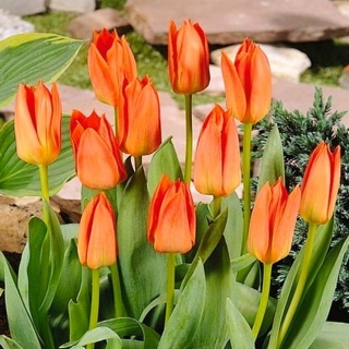 Tulipan Orange Brilliant - GIGA paczka! - 250 szt.