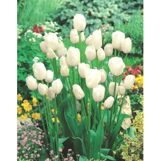 Tulipan White Bouquet - GIGA paczka! - 250 szt.