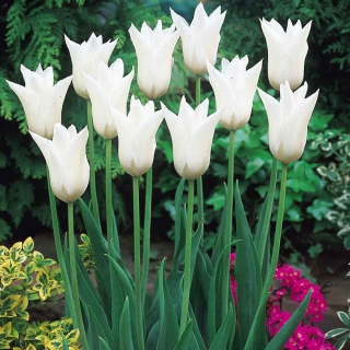Tulipan White Wings - GIGA paczka! - 250 szt.