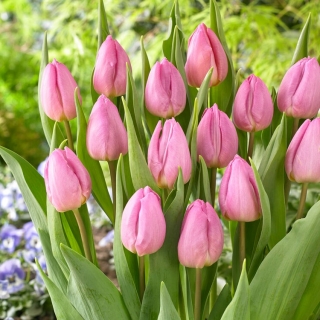 Tulipan Light Pink Prince - 5 szt.