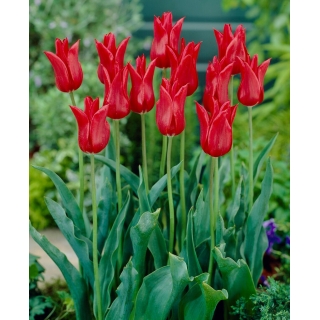 Tulipan liliokształtny czerwony - Lilyflowering red - 5 szt.