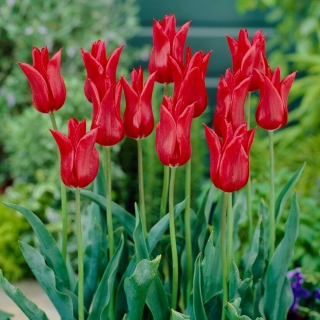 Tulipan liliokształtny czerwony - Lilyflowering red - 5 szt.