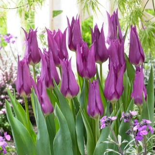 Tulipan liliokształtny fioletowy - Lilyflowering purple - duża paczka! - 50 szt.