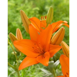 Lilia azjatycka - Orange Ton