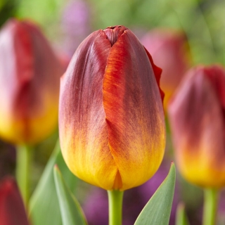 Tulipan Amberglow - duża paczka! - 50 szt.
