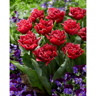 Tulipan Cranberry Thistle - 5 szt.