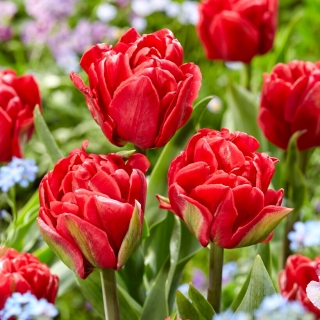 Tulipan Red Foxtrot - duża paczka! - 50 szt.