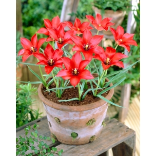 Tulipan lnolistny - linifolia - duża paczka! - 50 szt.