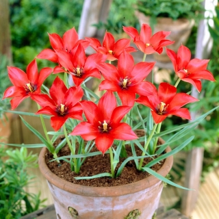 Tulipan lnolistny - linifolia - duża paczka! - 50 szt.