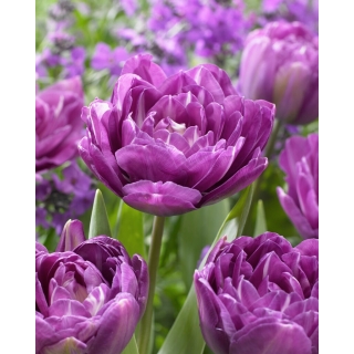 Tulipan Blue Spectacle - duża paczka! - 50 szt.