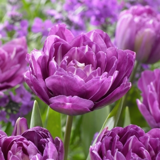 Tulipan Blue Spectacle - duża paczka! - 50 szt.