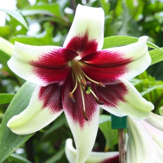 Lilia - Kushi Maya - gigantyczny kwiat i intensywny zapach! - duża paczka! - 10 szt.