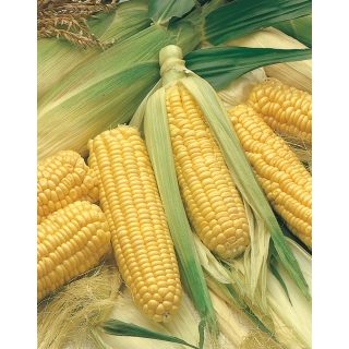Kukurydza cukrowa Złota Karłowa  - 500 gram