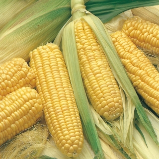 Kukurydza cukrowa Złota Karłowa - 500 gram