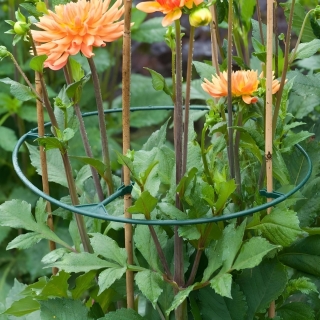 Obrączka do kwiatów ogrodowych - średnica 30 - 40 cm - 3 sztuki