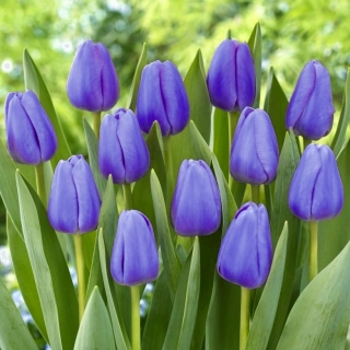 Tulipan niebieski - Blue - duża paczka! - 50 szt.
