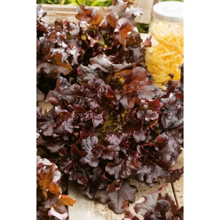 Sałata Red Salad Bowl - dębolistna