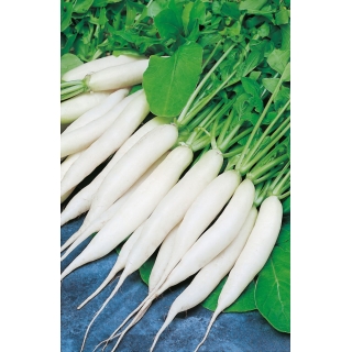 Rzodkiewka Rampouch - biała, podłużna, do uprawy wiosennej i jesiennej