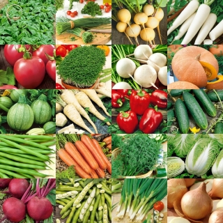 ABC Ogrodnika: warzywnik od podstaw - zestaw 20 opakowań nasion warzyw