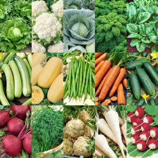 Łatwy Start: Twoje pierwsze warzywa - zestaw 15 opakowań nasion