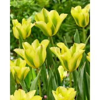 Tulipan Formosa - 5 szt.