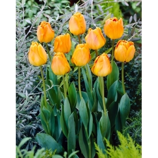 Tulipan Orange Lion - duża paczka! - 50 szt.