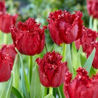 Tulipan Versaci - duża paczka! - 50 szt.
