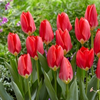 Tulipan Red Purissima - 5 szt.