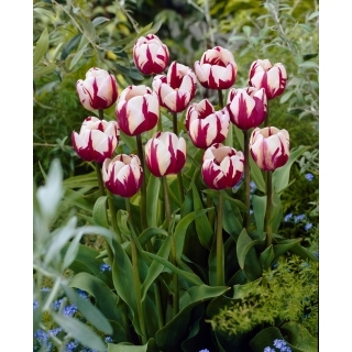 Tulipan Rems Favourite - duża paczka! - 50 szt.