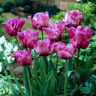 Tulipan papuzi fioletowy - Parrot purple - 5 szt.