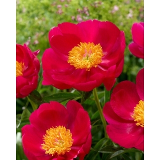 Piwonia, Paeonia - Scarlet O'Hara - sadzonka - GIGA paczka! - 50 szt.