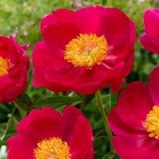 Piwonia, Paeonia - Scarlet O'Hara - sadzonka - duża paczka! - 10 szt.