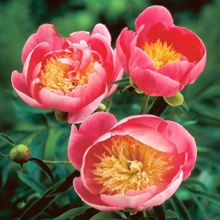 Piwonia, Paeonia - Lovely Rose - sadzonka