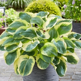 Funkia - Hosta Orion's Belt