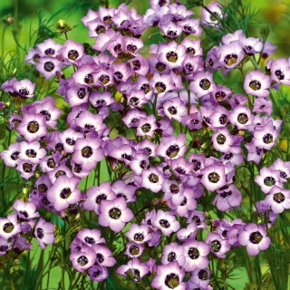 Gilia tricolor Bird’s eyes